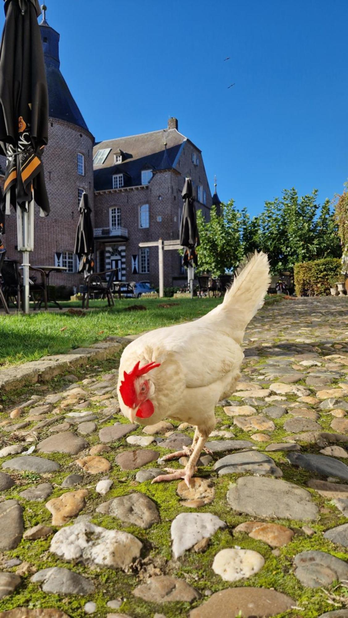 Bed and Breakfast Kasteel Aldenghoor Haelen Exterior foto